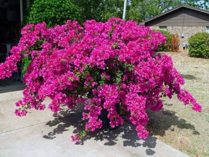 Bougainvillea otthoni gondozást, a fajok és fajták, fotók