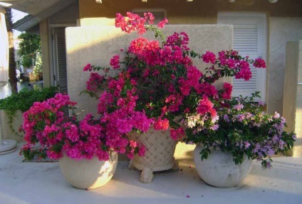 Bougainvillea otthoni gondozást, a fajok és fajták, fotók