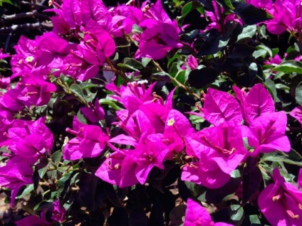 Bougainvillea otthoni gondozást, a fajok és fajták, fotók