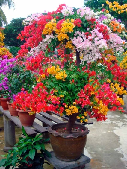 Bougainvillea otthoni gondozást, a fajok és fajták, fotók