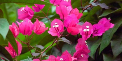 Bougainvillea otthoni gondozást, a fajok és fajták, fotók