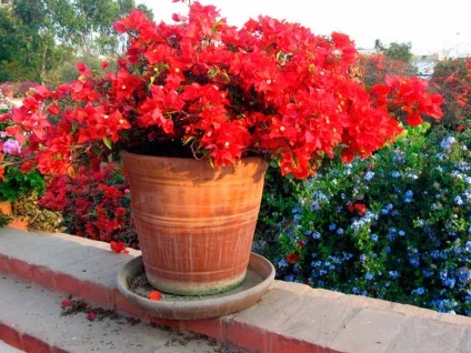 Bougainvillea otthoni gondozást, a fajok és fajták, fotók