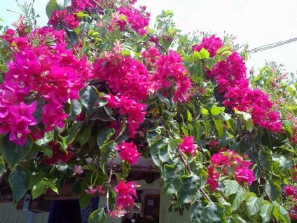 Bougainvillea otthoni gondozást, a fajok és fajták, fotók