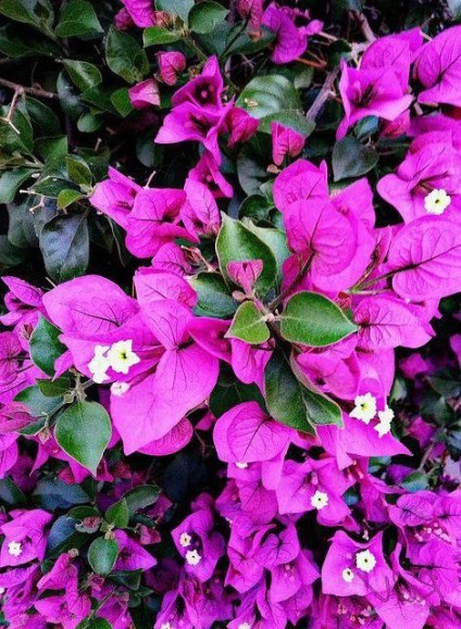 Bougainvillea termesztés és karbantartás, leírás, fotó