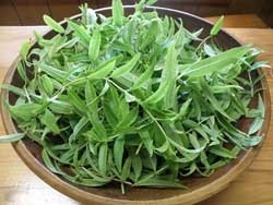 Tea Garden - tea termesztése és gyógynövények