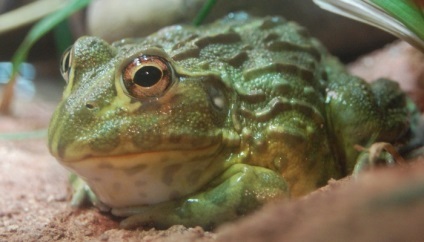 Чим годувати жабу в домашніх умовах - в світі тварин