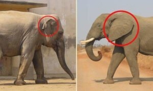 A különböző indiai és afrikai elefánt - egyszerű válaszokat bonyolult kérdésekre