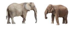 A különböző indiai és afrikai elefánt - egyszerű válaszokat bonyolult kérdésekre