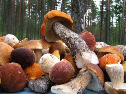 Mennyire hasznos gombát, és milyen gyakran lehet enni