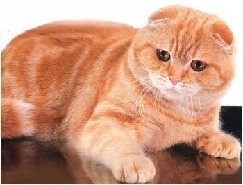 Mi rossz macska bolha nyakörvek, vörös macska