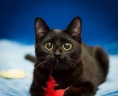 Fekete macska a házban jó vagy rossz előjelek és babonák a fekete háziállat