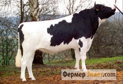 Fekete-fehér fajta szarvasmarha tehén jellemzőit és tulajdonságait a tartalmát