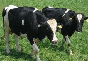 Fekete Pied fajta tehenek jellemző, vélemények és fotók
