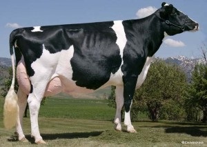 Fekete Pied fajta tehenek jellemző, vélemények és fotók