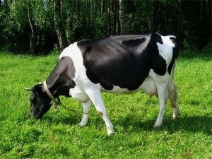 Чорно строката порода корів характеристика, відгуки та фото