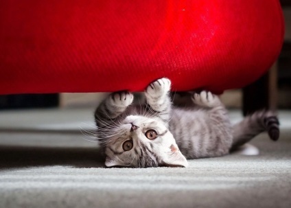 Mi a teendő, ha a macska rejtőzik az ágy alatt