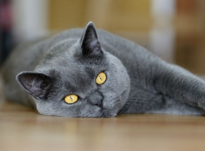 Mi a teendő, ha egy macska szeme a víz, mint a kezelt váladék a szeme