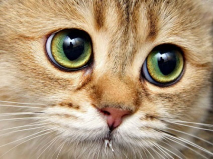 Mi a teendő, ha egy macska szeme a víz, mint a kezelt váladék a szeme