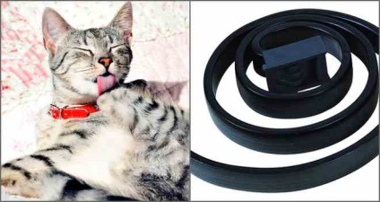 Mit kell tudni a bolha nyakörvek macskáknak