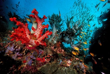 Mik korallok