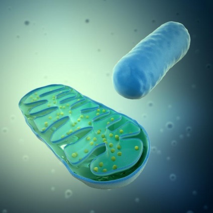 Mi a mitokondriumok saját szerkezete és működése