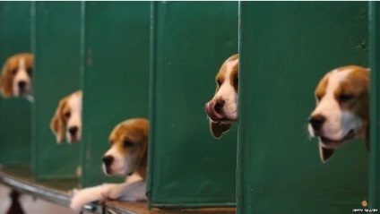 Crufts - a legrangosabb kiállítása a világon