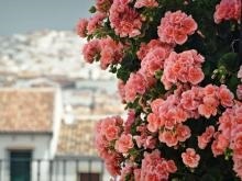 Geranium virágok - egy leírást képekkel; tulajdonságok és előnyök; használata és karbantartása
