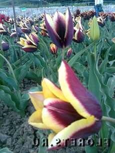 Virág tulipán a kertben növő növények