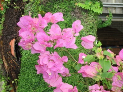 Virág bougainvillea lakás és a kert egy fotó, leírás és gondozás