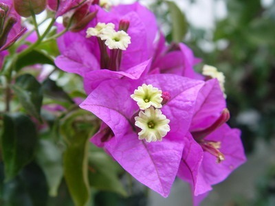 Virág bougainvillea lakás és a kert egy fotó, leírás és gondozás