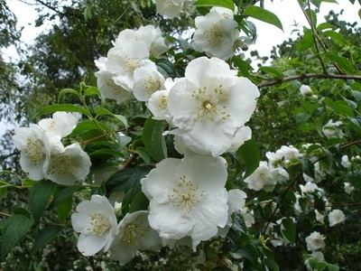 Virág ál narancs (Jasmine Garden) fotó, leírás fajták, ültetés és gondozás, chubushnik fekvő