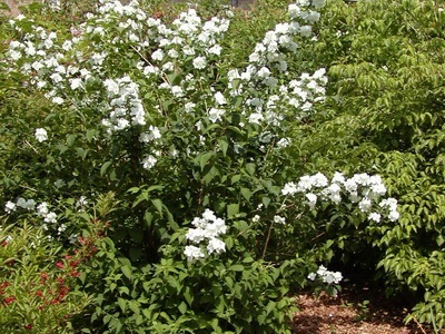 Virág ál narancs (Jasmine Garden) fotó, leírás fajták, ültetés és gondozás, chubushnik fekvő