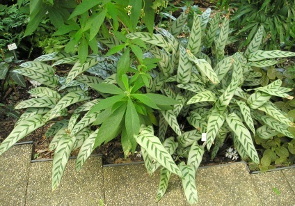 Virág Calathea - otthoni gondozást, tenyésztés, fajok, fotók