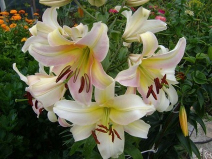Fa Lily funkciók, ültetés és gondozás, satisfekshn és más fajták, vélemények a liliom