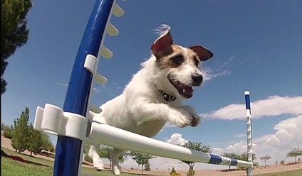 Jack Russell terrier fajta előnyeit és hátrányait, fotók és videó