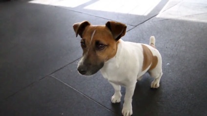 Jack Russell terrier fajta előnyeit és hátrányait, fotók és videó