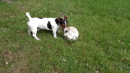 Jack Russell terrier fajta előnyeit és hátrányait, fotók és videó