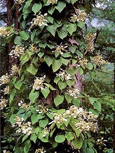 Növény enciklopédia Hortenzia