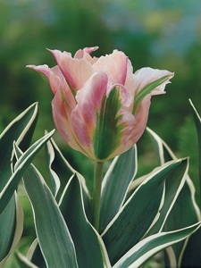 Encyclopedia of növények tulipán