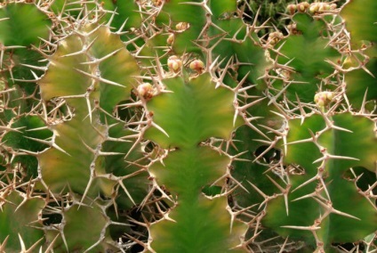 Euphorbia (kutyatej) - ápolási otthon, a főbb (ellátás) Euphorbia (kutyatej) - ápolási otthon, a főbb