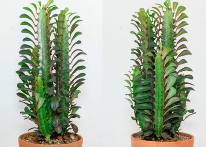 Euphorbia (kutyatej) - ápolási otthon, a főbb fajok (Euphorbia) Euphorbia (kutyatej) - ápolási otthon, a főbb