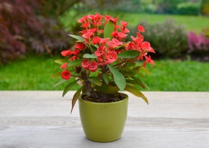 Euphorbia (kutyatej) - ápolási otthon, a főbb fajok (kutyatej) Euphorbia (kutyatej) - ápolási otthon, a főbb