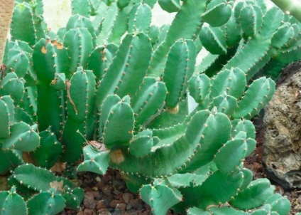 Euphorbia (kutyatej) - ápolási otthon, a főbb fajok (kutyatej) Euphorbia (kutyatej) - ápolási otthon, a főbb