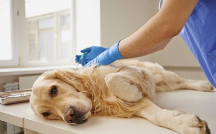 eutanázia a kutyák