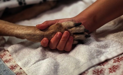 eutanázia a kutyák