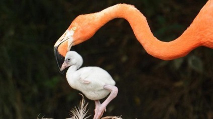 Flamingo (madár) egy rövid leírást a funkciók és érdekes tények