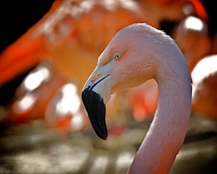 Flamingo (madár) egy rövid leírást a funkciók és érdekes tények