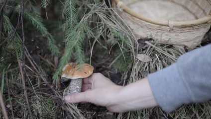 Amennyiben növekvő vargányával, hogyan néz ki, mert finom főzni