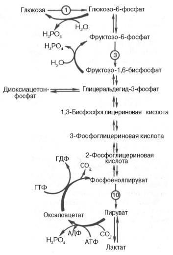Glükoneogenezis - studopediya