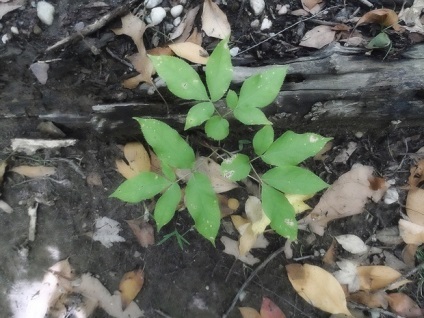 Homeopátia Sarsaparilla (sarsaparilla) alkalmazása és a leírás a készítmény (gyógyszer) Homeopátia Sarsaparilla (sarsaparilla) alkalmazása és a leírás a készítmény